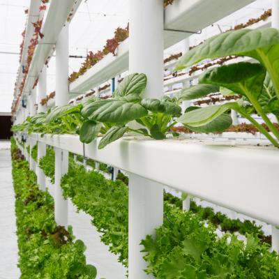 Agricultura vertical