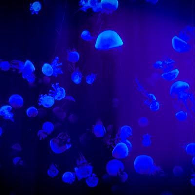 Bioluminescência marinha