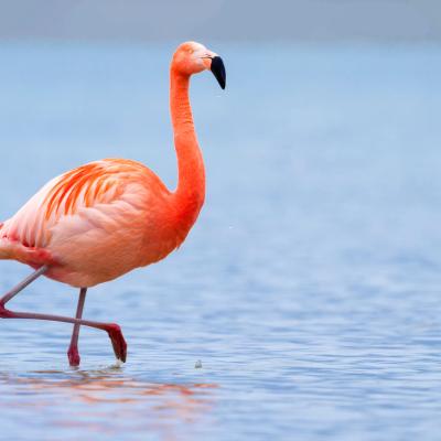flamingos