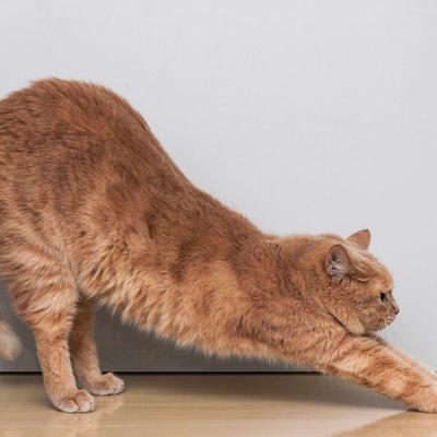 Mecanismo que permite gatos caírem de pé